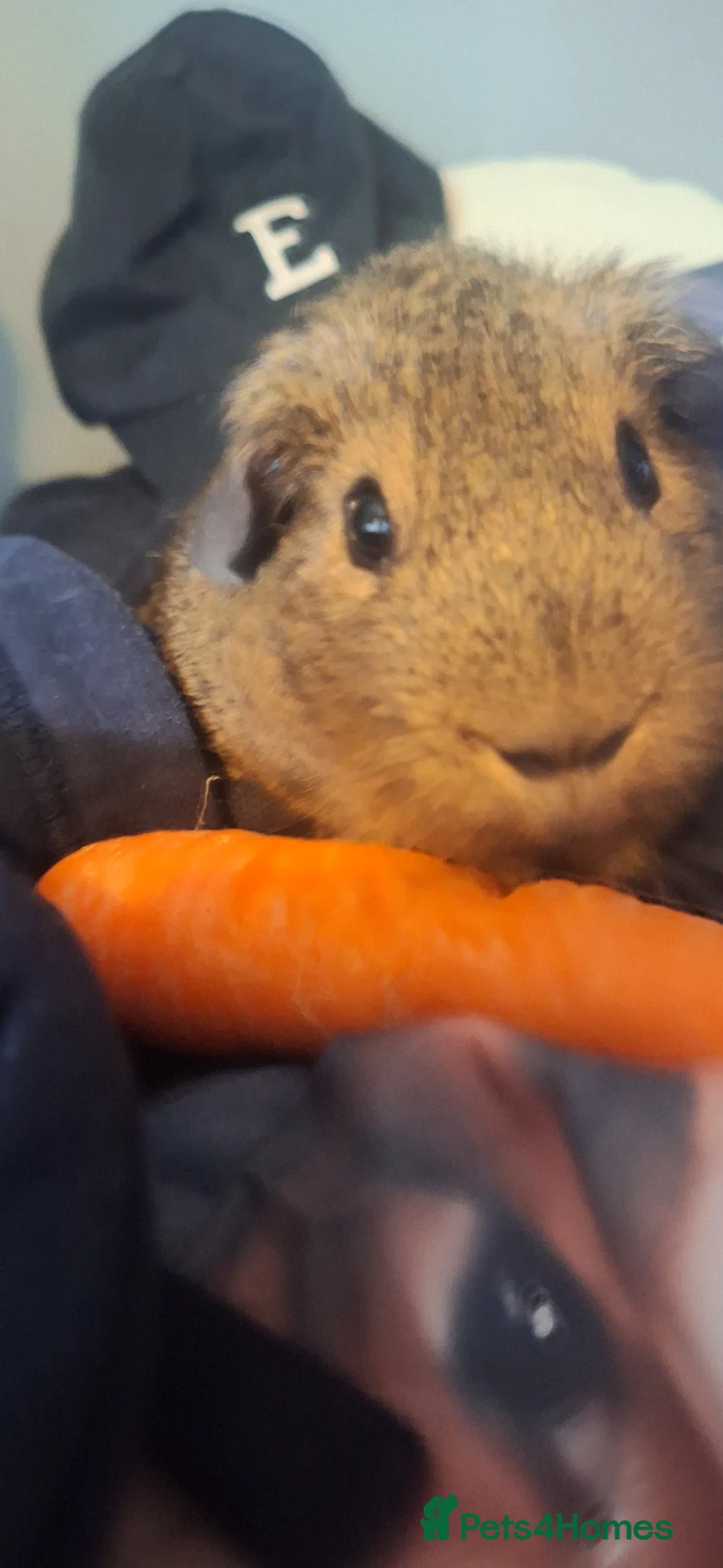 Guinea Pig rodents for sale: Brown un-neutered guinea pig in Nottingham - Advert 5