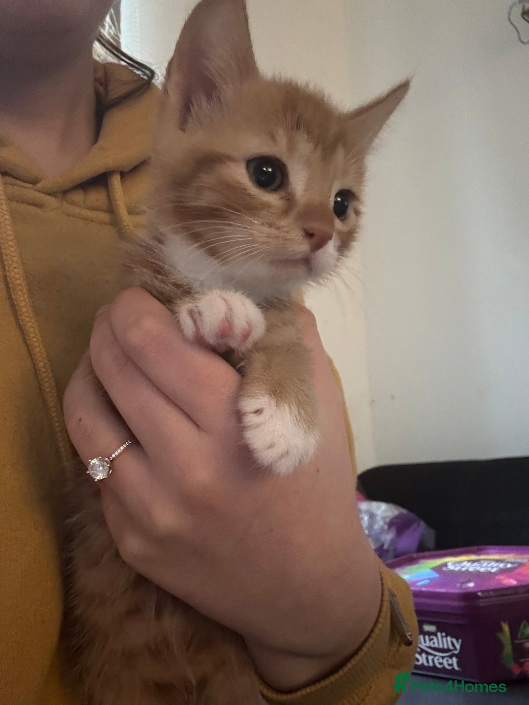 Mixed Breed cats for sale: Ginger kitten for sale  - Advert 3