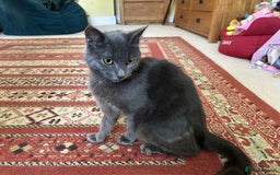 Domestic Shorthair cats for sale: 1 year old female cat for sale - Image 2