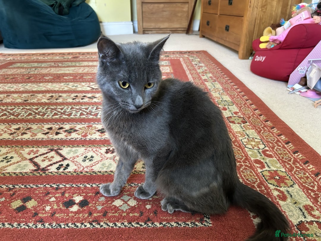Domestic Shorthair cats for sale: 1 year old female cat for sale - Image 2