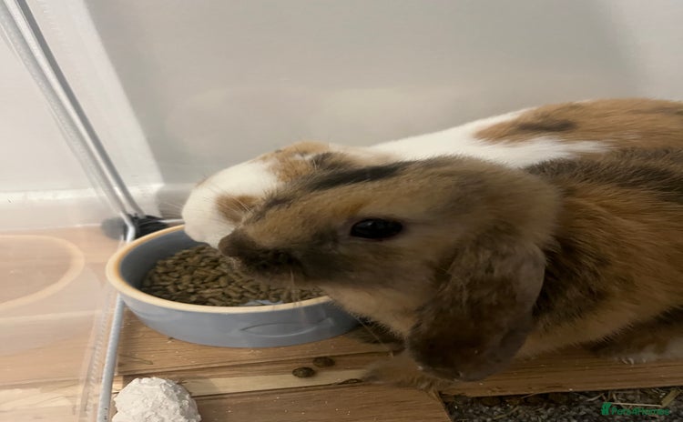 Mini Lop rabbits - Advert 2