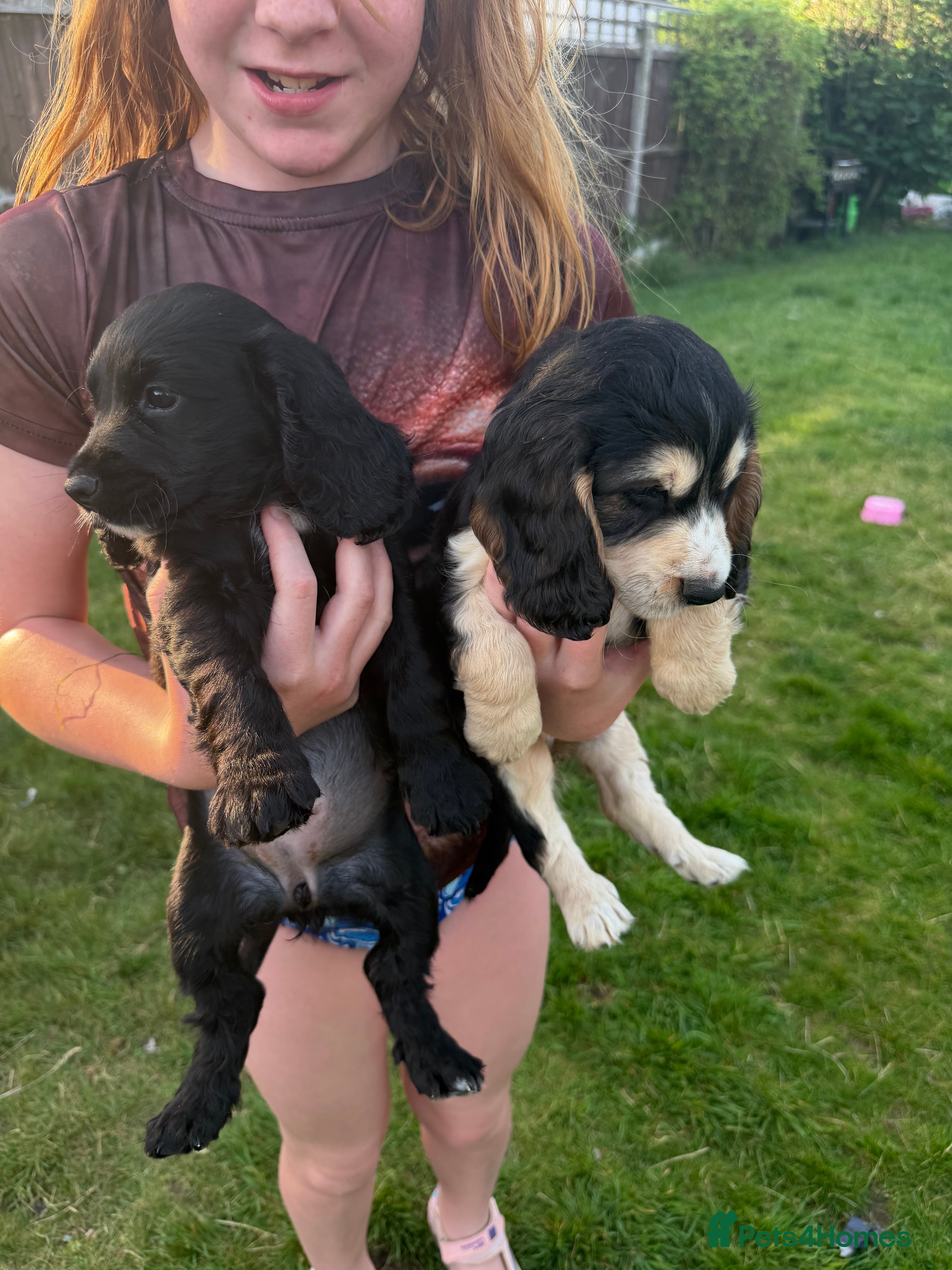 Cocker Spaniel dogs for sale: Last little girl  - Advert 5