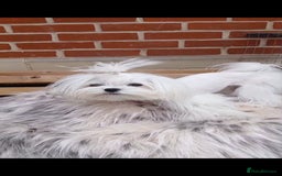 Maltese dogs for stud:  Miniature Korean maltese stud  - Image 4