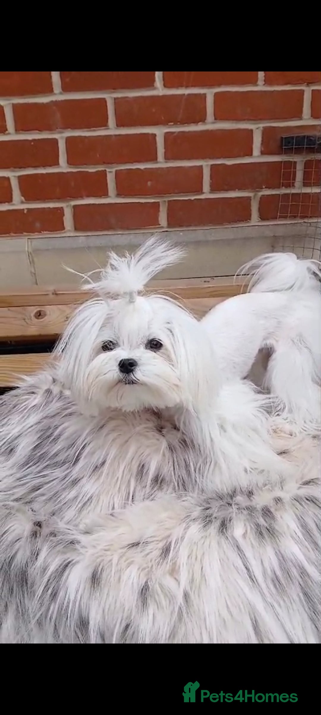 Maltese dogs for stud:  Miniature Korean maltese stud  - Image 4