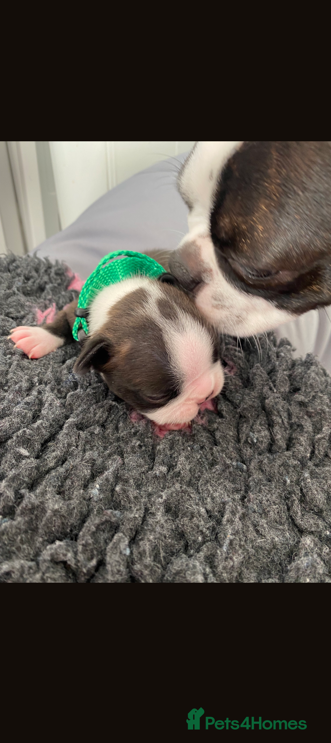 Boston Terrier dogs for sale: SOLD** - Advert 6