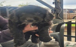 Cockapoo dogs for sale: Beautiful cockerpoo puppies - Image 4