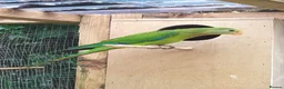 Cockatiels birds for sale: DNA breeding pairs barraband Bourke cockatiels - Advert 11