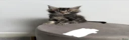 Maine Coon cats for sale: Ready now 😻 - Advert 27