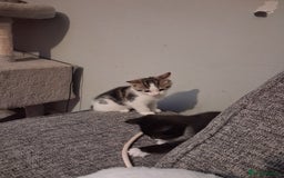 Domestic Shorthair cats for sale: 2 Eight week old Kittens for sale 1Male/1Female - Image 4