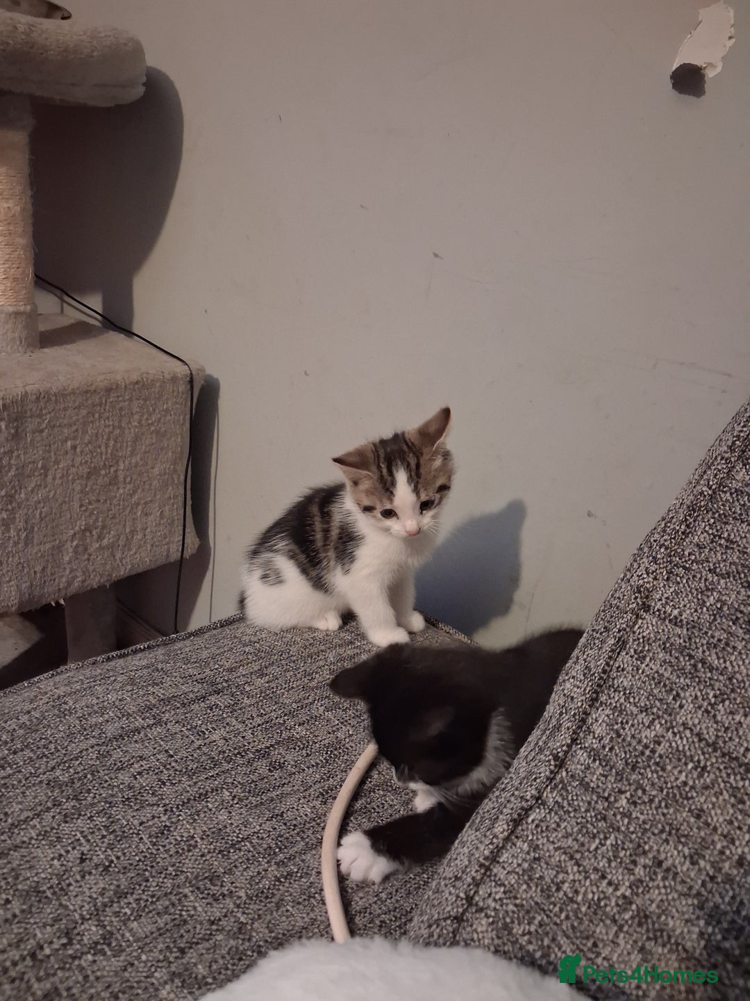 Domestic Shorthair cats for sale: 2 Eight week old Kittens for sale 1Male/1Female - Image 4