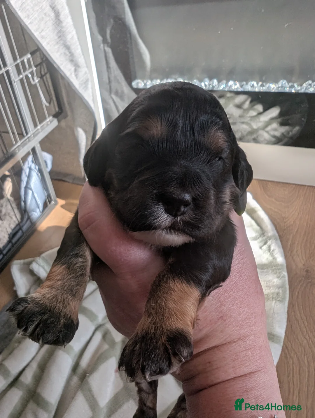 Cockapoo dogs for sale: Beautiful little of 5 Cockerpoos - Advert 16