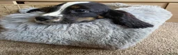 Cocker Spaniel dogs for sale: Working Type Cocker Spaniels - Advert 28