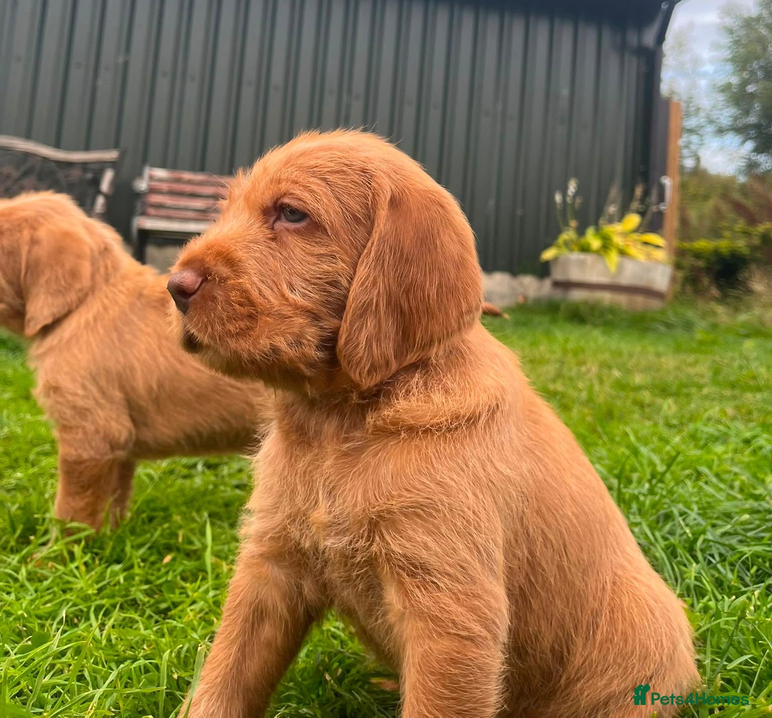 Hungarian Vizsla dogs KC Reg Hungarian Wirehaired Vizsla Puppies - Advert 14