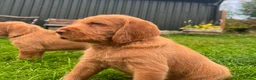 Hungarian Vizsla dogs for sale: KC Reg Hungarian Wirehaired Vizsla Puppies - Advert 1