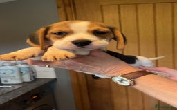 Beagle dogs for sale: Beagle puppies  - Image 6