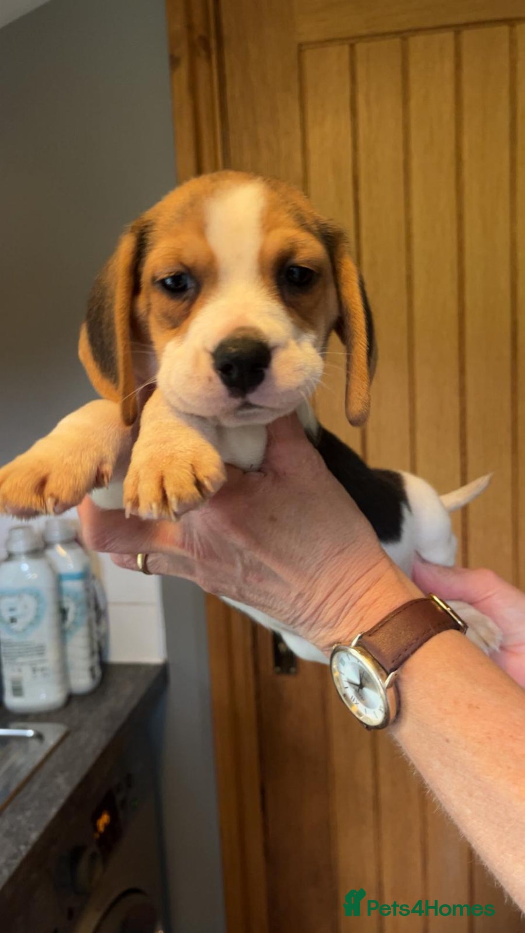 Beagle dogs for sale: Beagle puppies  - Image 6