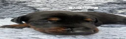 Dobermann dogs for sale: 2 girls left ❤️ Doberman Puppies - Advert 15