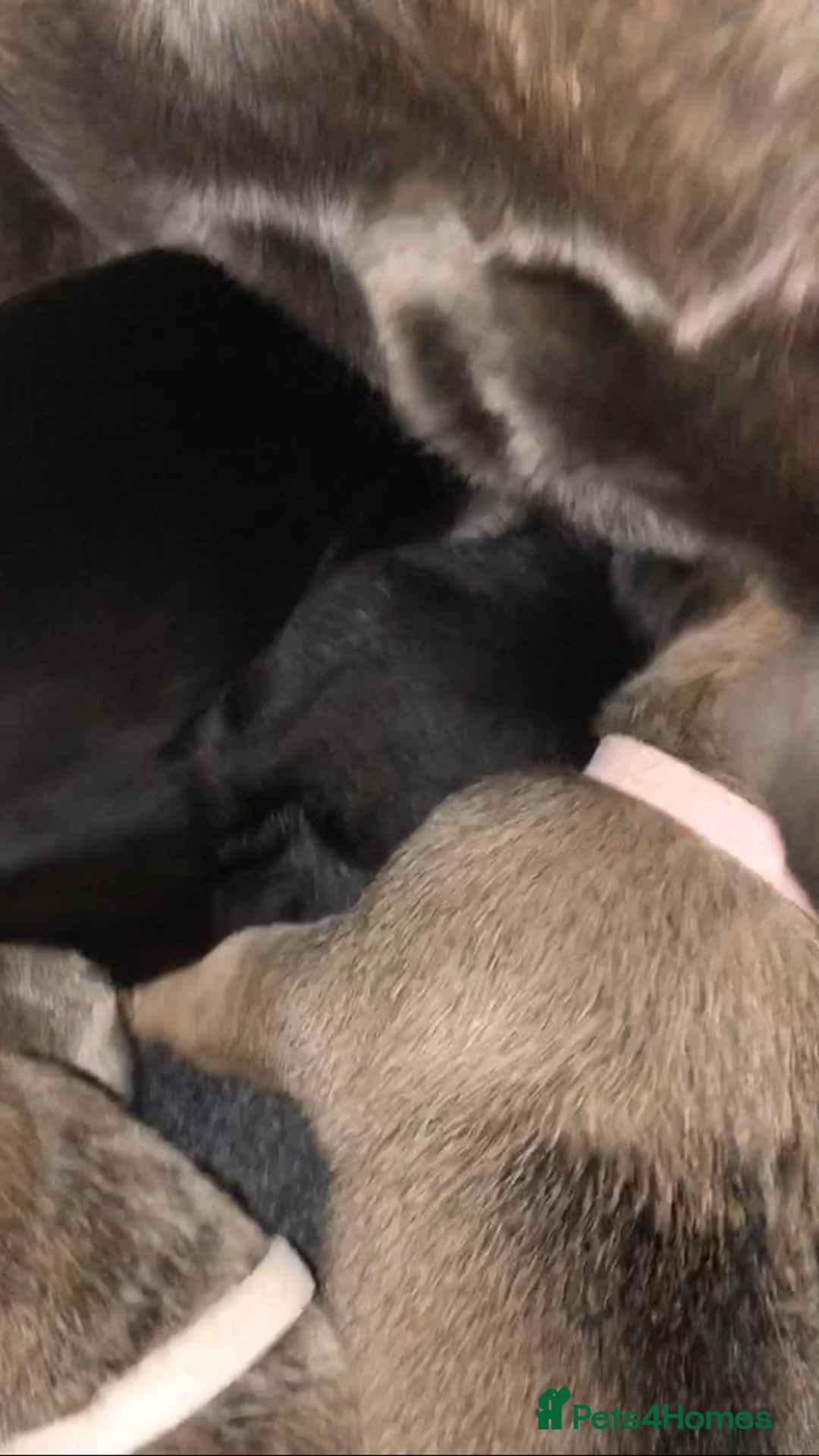 Cane Corso dogs for sale: Cane corso bandogs - Advert 4