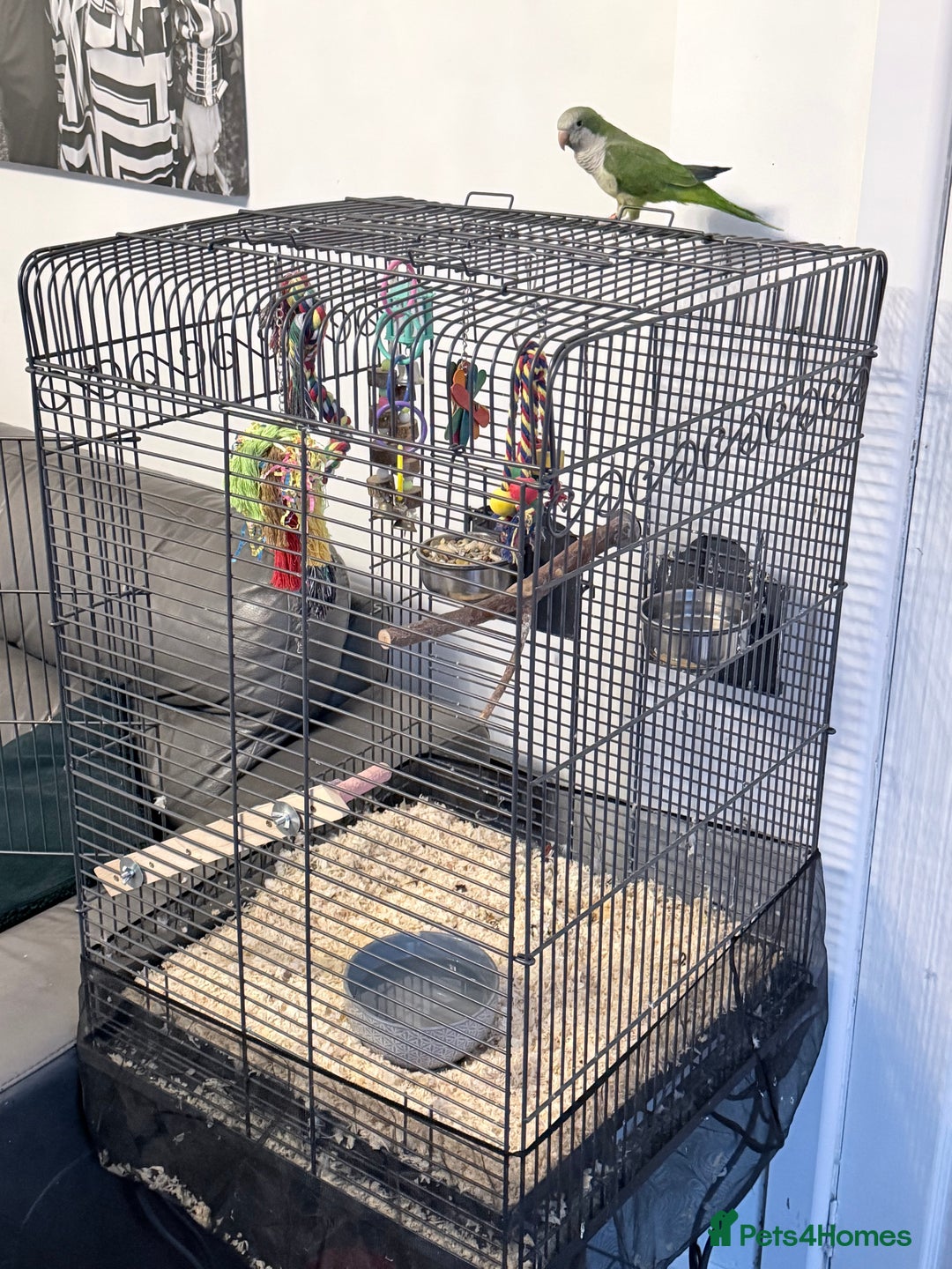 Parakeets birds for sale: Quaker parakeet  - Advert 2