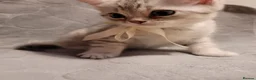 British Shorthair cats for sale: Beautiful kittens – 2 Boys & 2 Girls Ready Now  - Advert 12