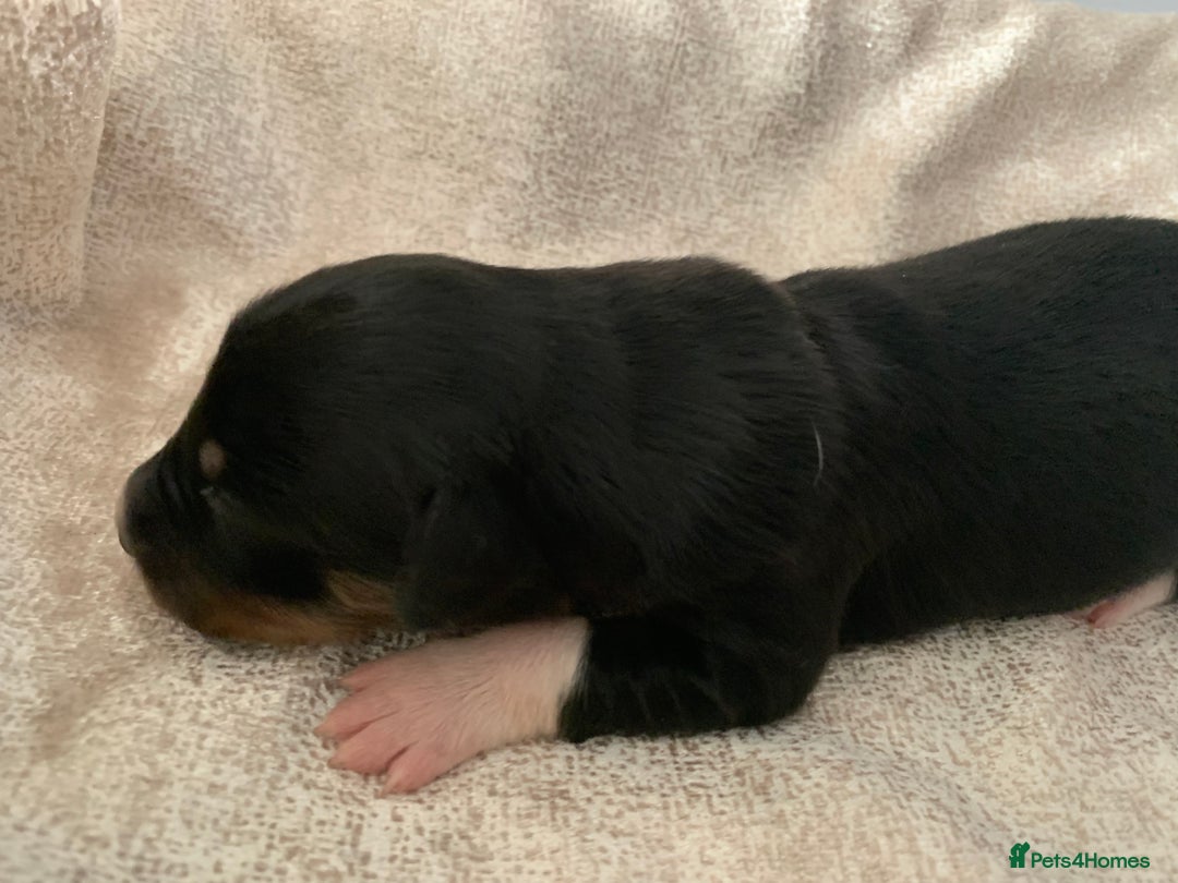 Border Collie dogs for sale: Pure Border Collie pups  - Advert 20