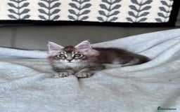 Maine Coon cats for sale: Our little Bertie is available  - Image 8