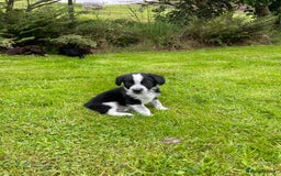 Mixed Breed dogs for sale: Sprollie puppies  - Image 10