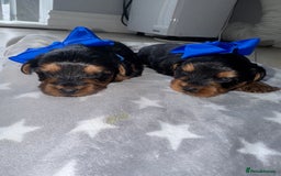 Yorkiepoo dogs for sale: Adorable yorkiepoo puppies ❤️ - Image 3