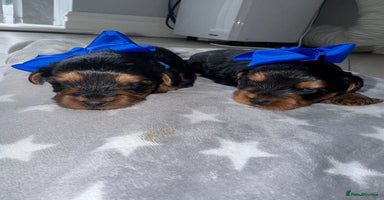 Yorkiepoo dogs - Advert 2