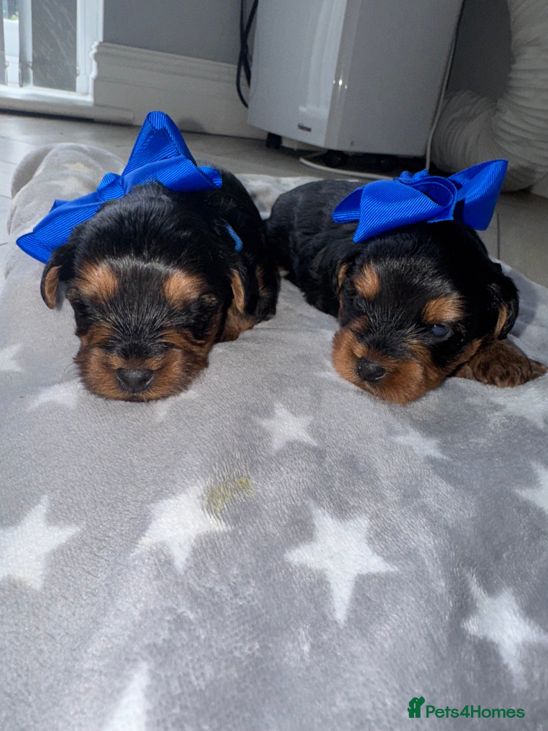 Yorkiepoo dogs for sale: Adorable yorkiepoo puppies ❤️ - Image 3