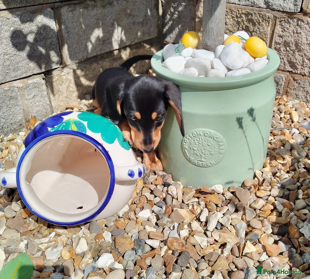 Miniature Dachshund dogs for sale: Mini dachshund  - Image 26