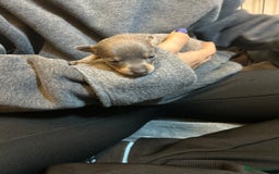 Miniature Pinscher dogs for sale: Gorgeous MinPin Puppies-Ready from 8th Dec! - Advert 25