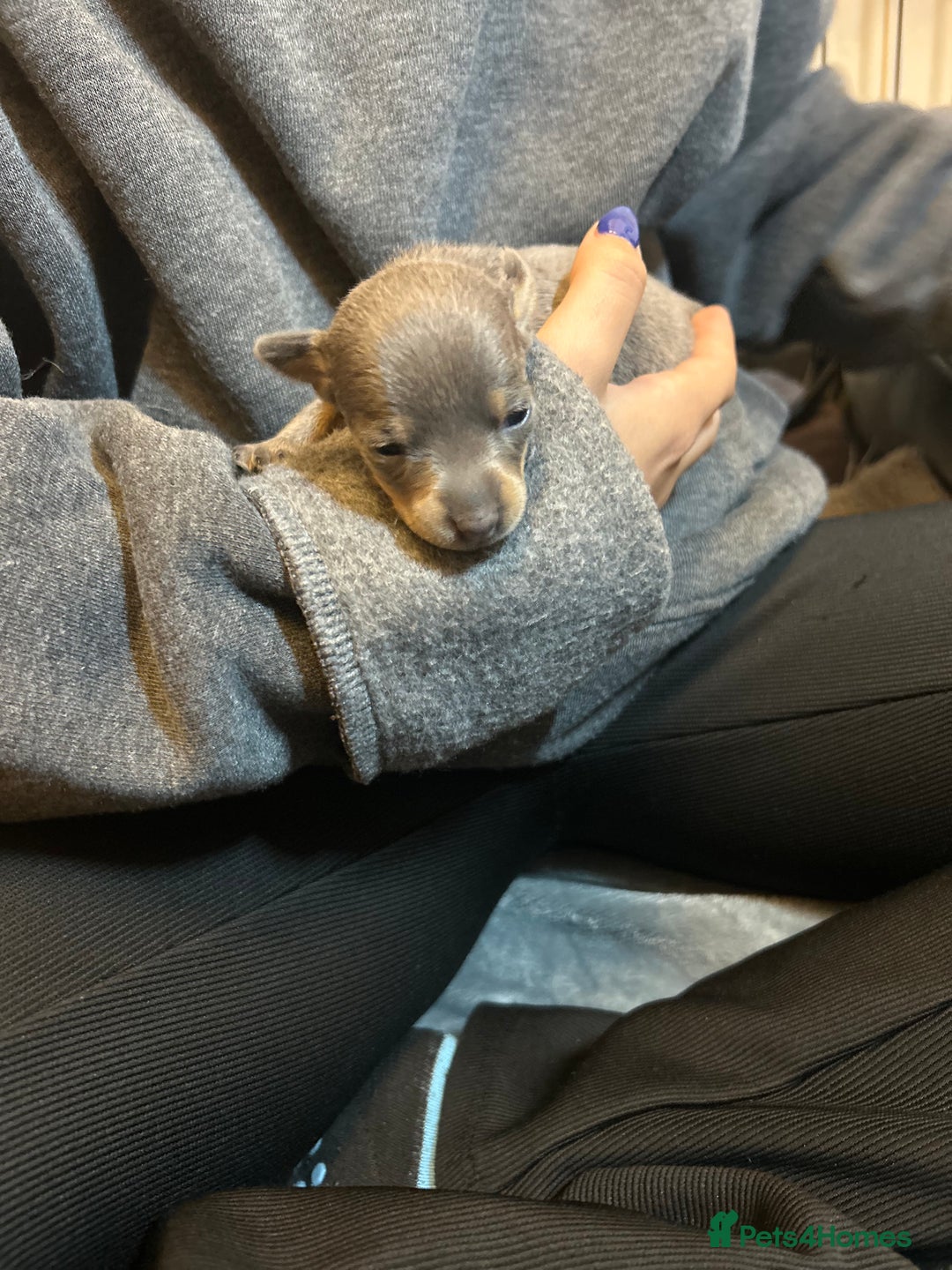 Miniature Pinscher dogs for sale: Gorgeous MinPin Puppies-Ready from 8th Dec! - Advert 25