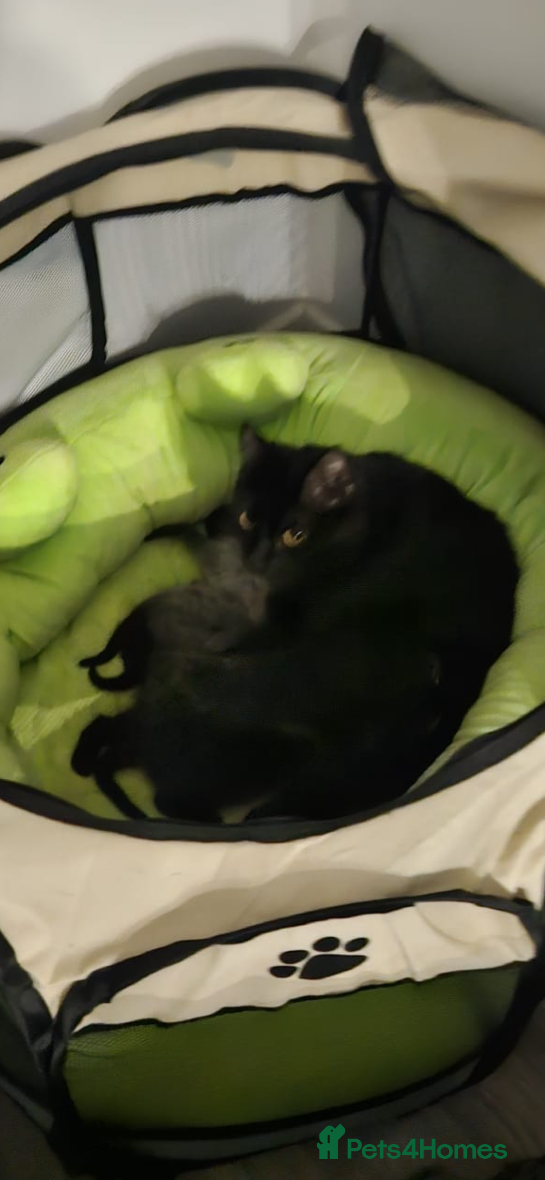 Mixed Breed cats for sale: Kittens - Image 2