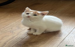 British Shorthair cats for sale: Beautiful British shorthair kittens  - Advert 14