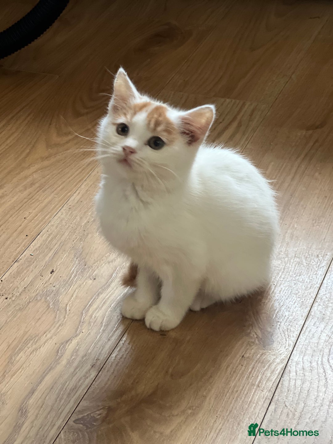 British Shorthair cats for sale: Beautiful British shorthair kittens  - Advert 14