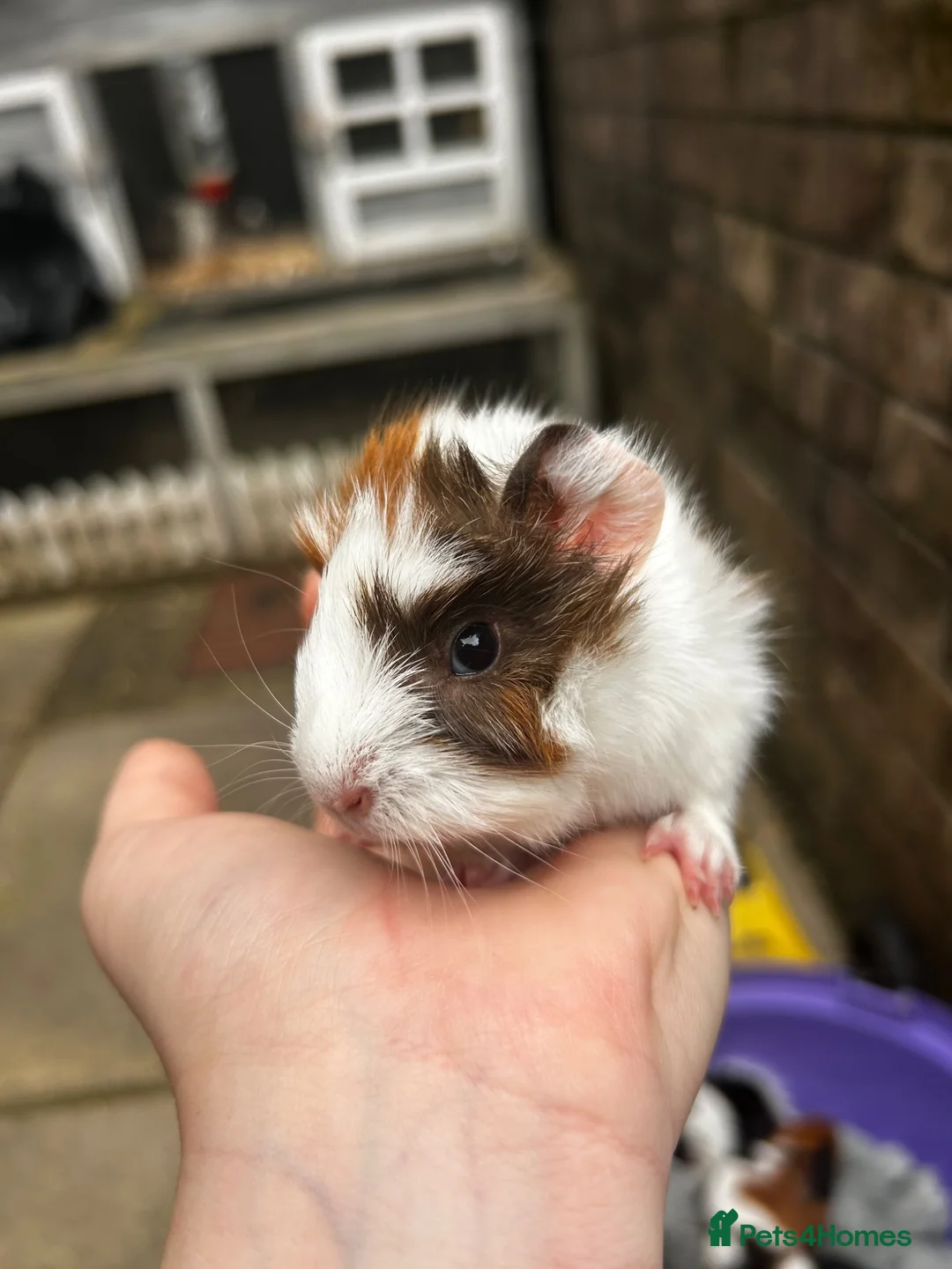 Guinea Pig rodents for sale: Female guinea pigs ( pairs only)  in Pontypool - Advert 5
