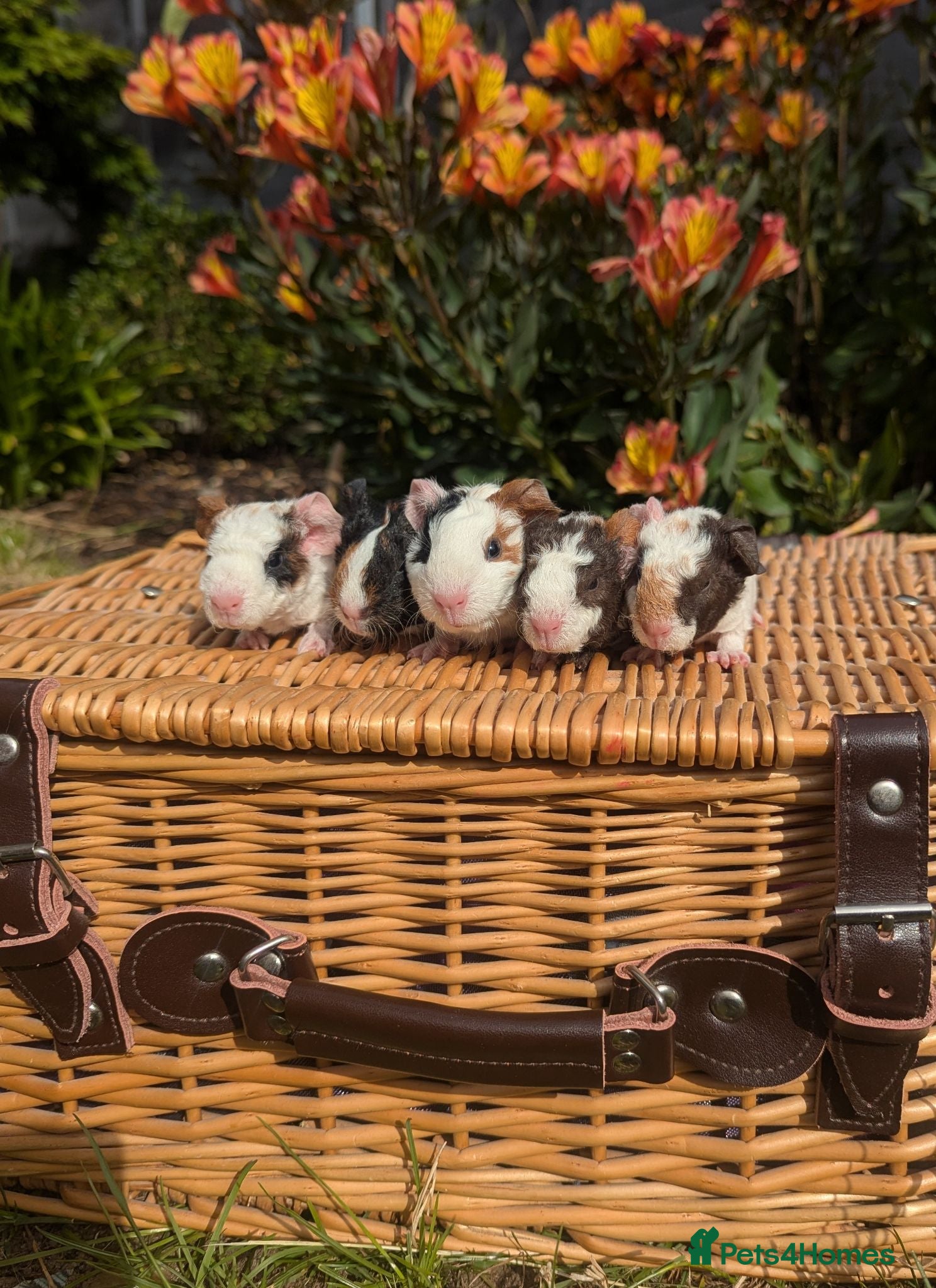 Guinea Pig rodents Teddy Babies - Advert 1