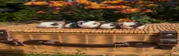 Guinea Pig rodents for sale: Teddy Babies - Advert 1