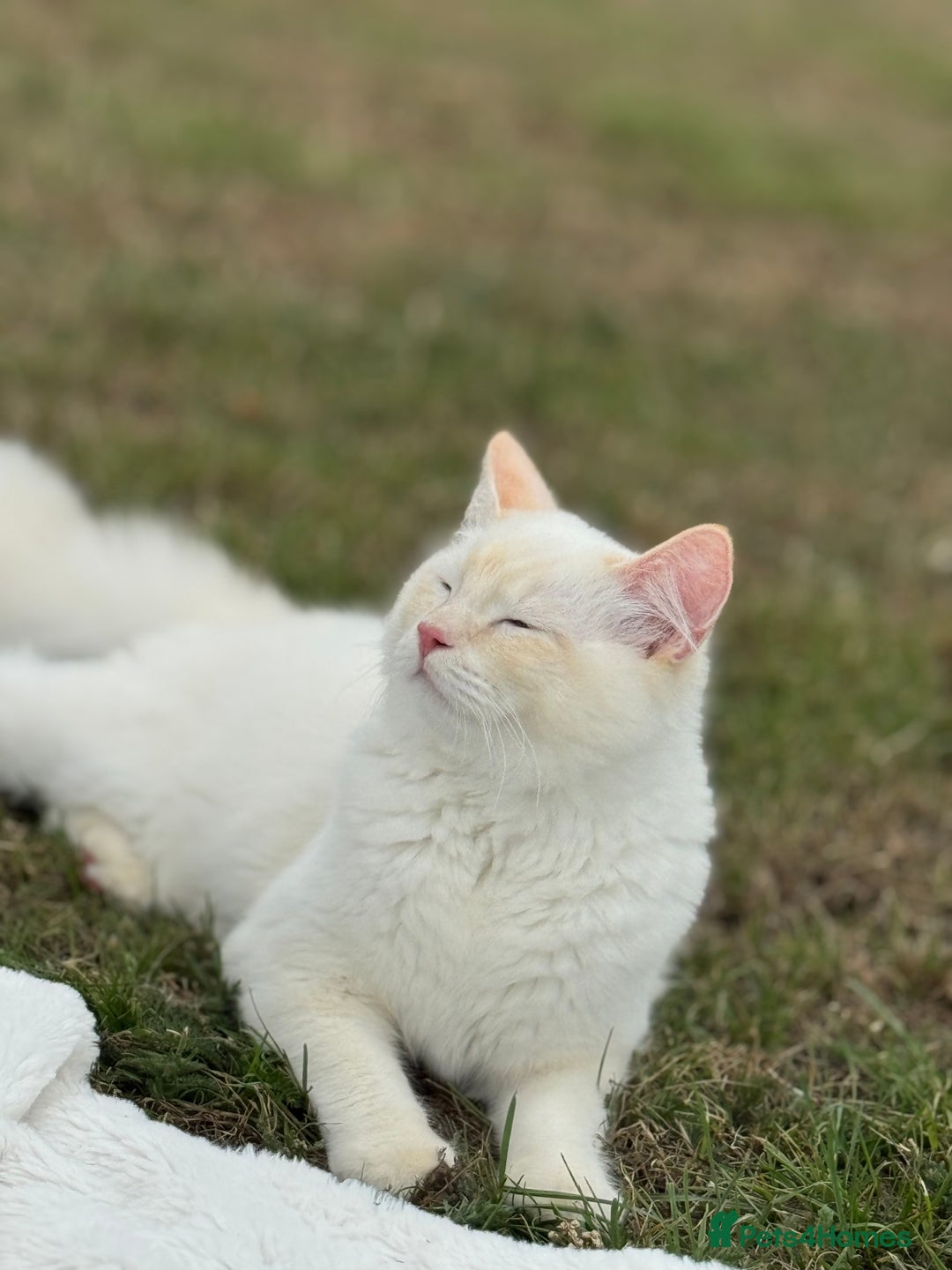 Ragdoll cats for sale: Ragdoll Kitten  - Image 2