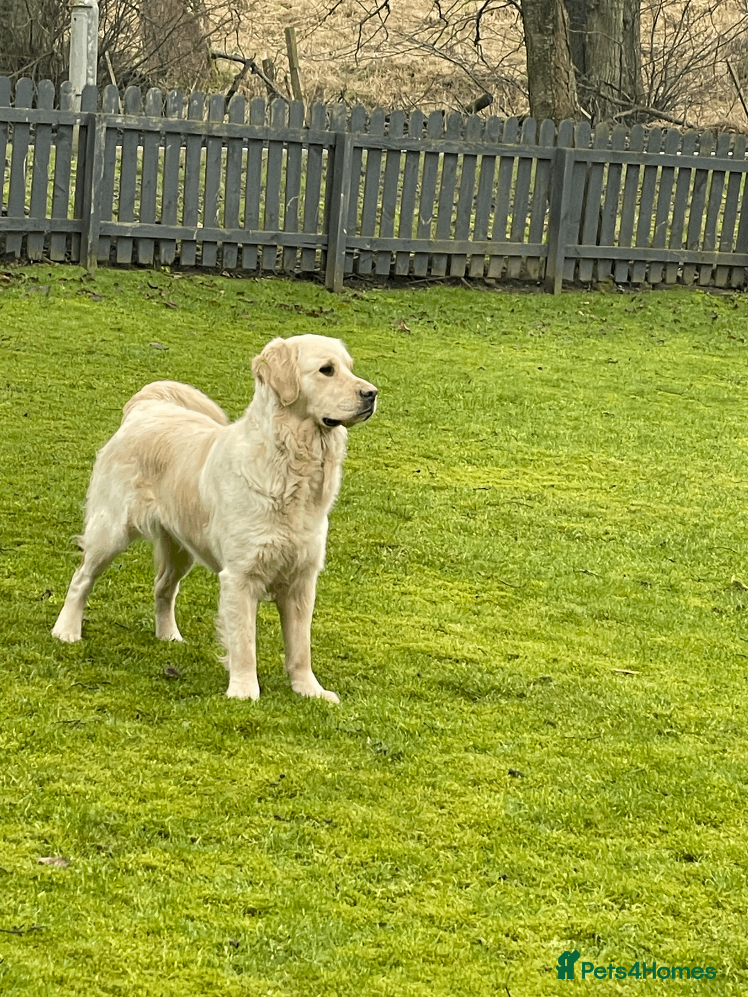 Golden Retriever dogs for sale: KC Golden Retrievers - Advert 4