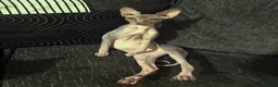 Sphynx cats for sale: Beautiful girl - Advert 3