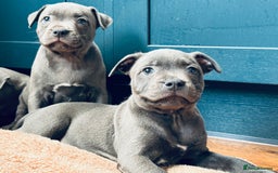 Staffordshire Bull Terrier dogs for sale: 🐾 Beautiful KC Fully Vaccinated Girl Available 🐾 in Peterborough - Image 19