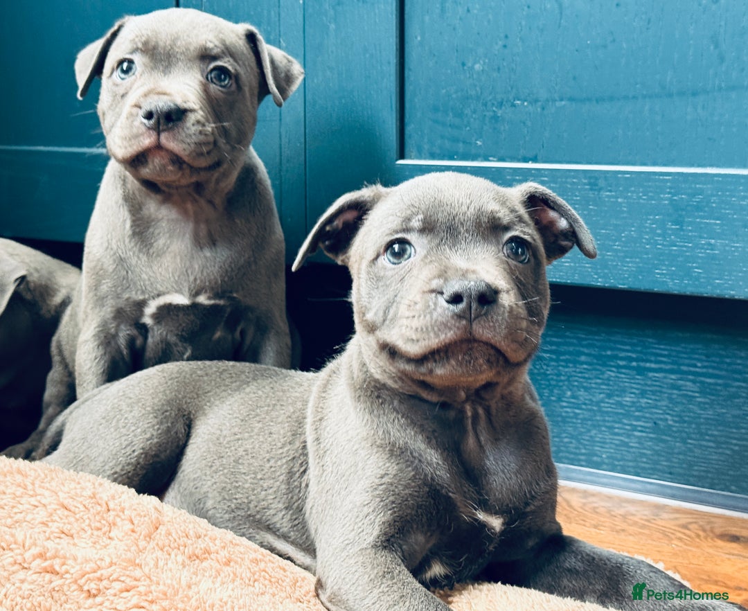 Staffordshire Bull Terrier dogs for sale: 🐾 Beautiful KC Fully Vaccinated Girl Available 🐾 in Peterborough - Image 19