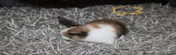 Mini Lop rabbits for sale: 5 Mini Lop x Mini Plush babies  - Advert 28