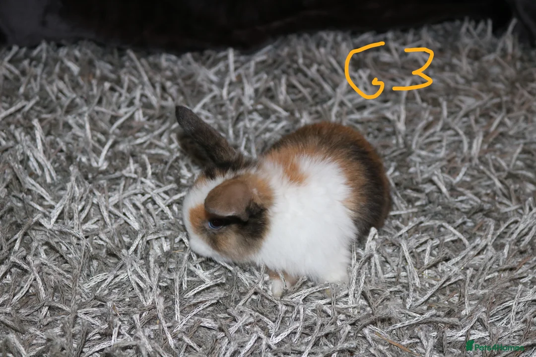 Mini Lop rabbits for sale: 5 Mini Lop x Mini Plush babies  - Advert 28