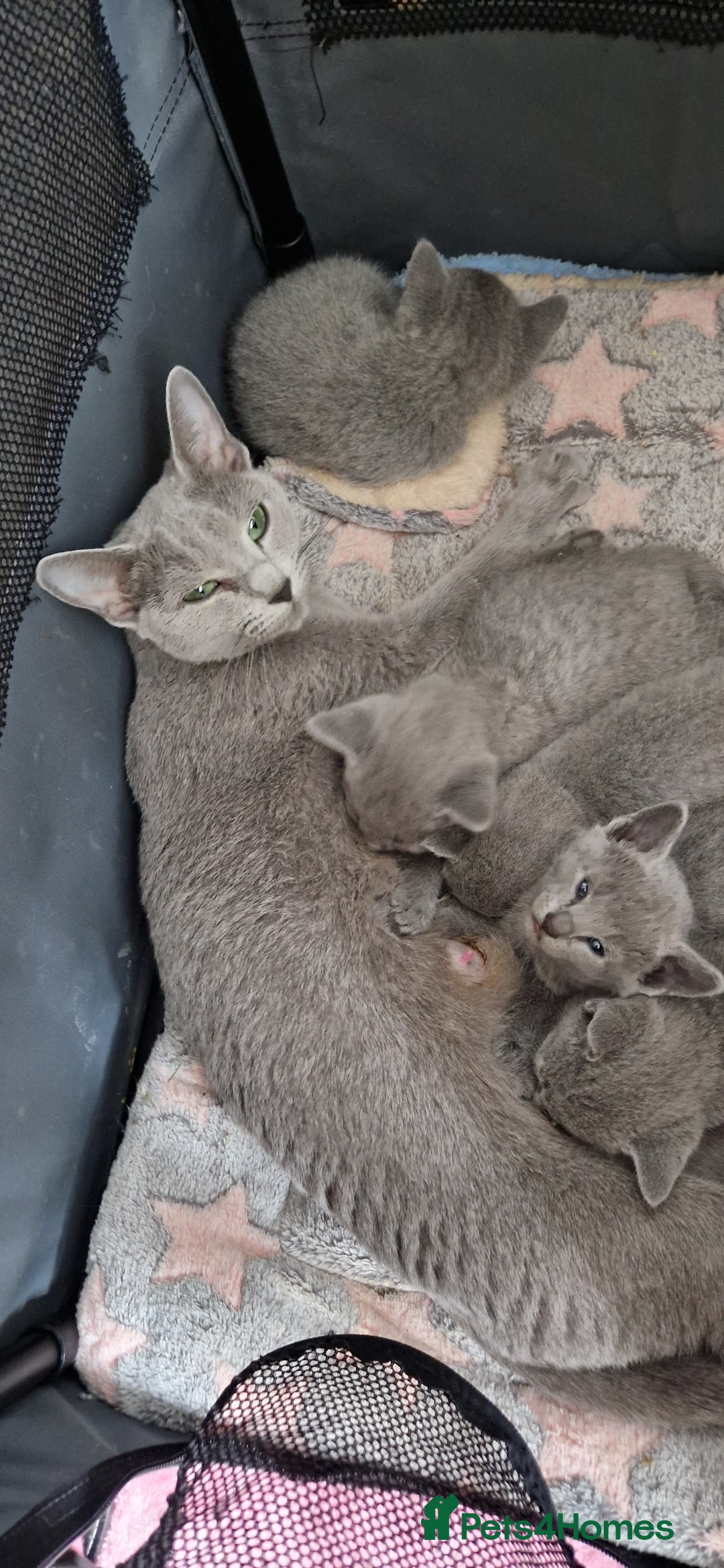 Russian Blue cats for sale: Pure Russian Blue kittens 💙  - Image 24