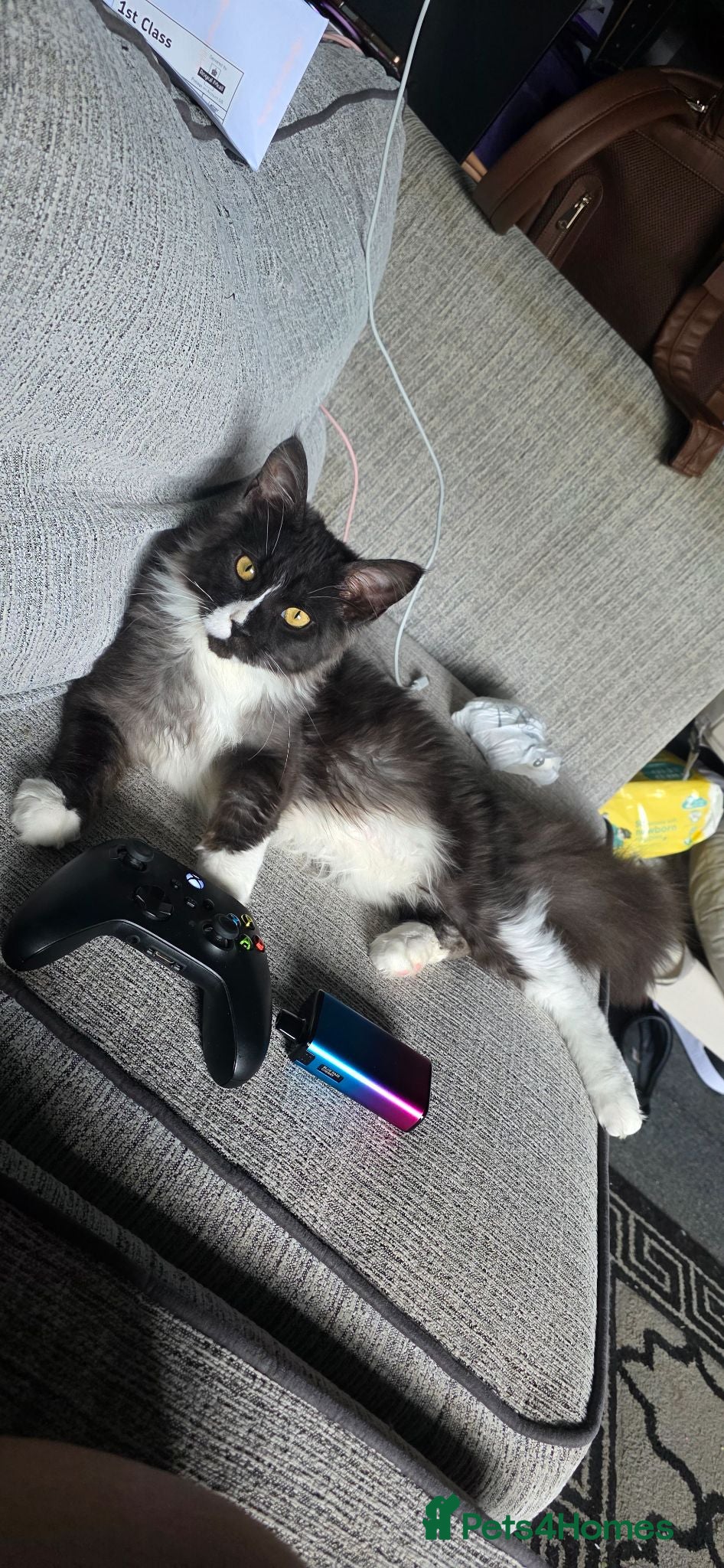 Maine Coon cats Beautiful Maine Coon Seeking Forever Lap - Advert 7
