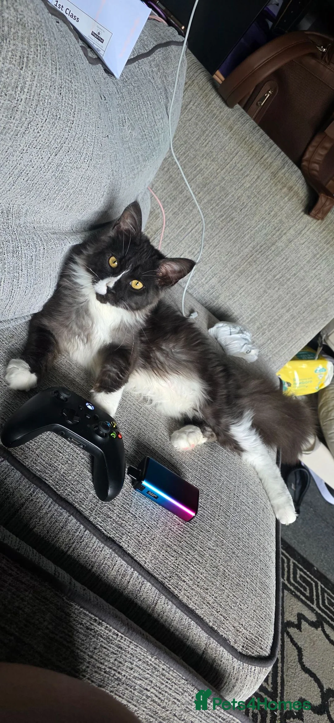 Maine Coon cats for sale: Beautiful Maine Coon Seeking Forever Lap - Advert 1