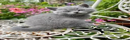 British Shorthair cats for sale: Registered Vaccinated Female Blue BSH - Advert 2